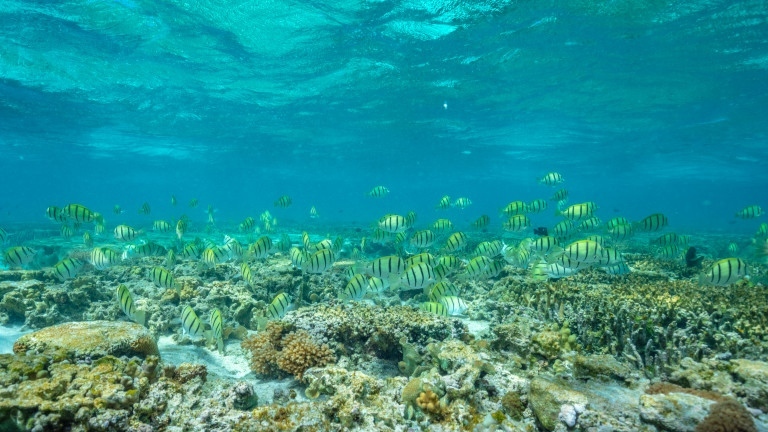 За първи път от 36 г. Големият бариерен риф се възстановява